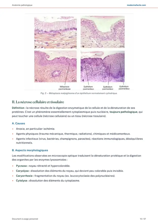 Anatomie pathologique — page 10
