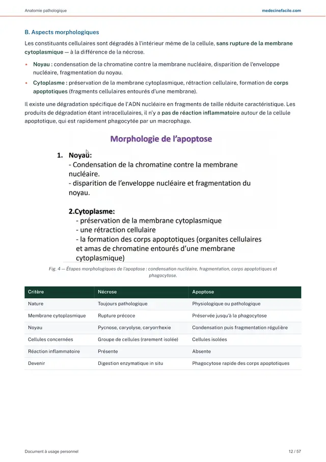 Anatomie pathologique — page 12